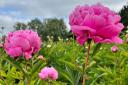 A stunning pick-your-own peony farm just 90 minutes drive from south east London is opening this month.