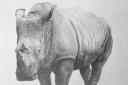 Pencil rhino by Bill Bains