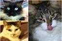Some of the Croydon Cat Killer's victims
