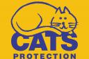 North London Cats Protection are looking for foster carers