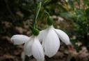 Ultimate Snowdrop Sale at Myddelton House Gardens