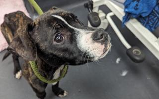 A starving puppy was found by a maintenance worker abseiling down a a block of flats in Tottenham