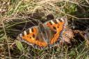 Small Tortoiseshell butterfly at Chislehurst Common Image: Kevin Jennings