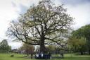 A festival is set to celebrate Tottenham's oldest tree