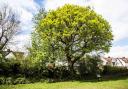 Beautiful 120-year-old Oak tree in Bounds Green under threat of being felled at insurers request