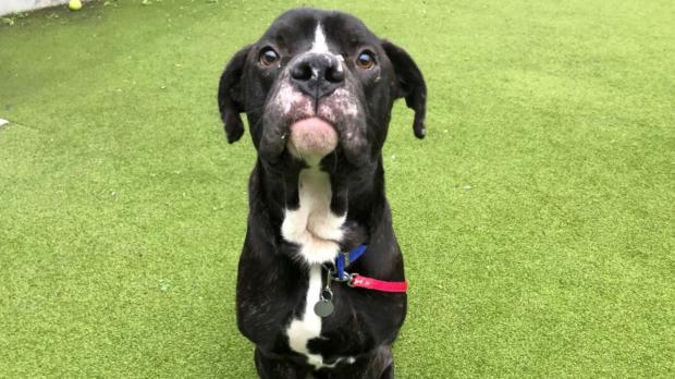 Tottenham Independent: Battersea has loads of dogs looking for new homes. (Battersea)