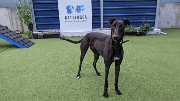 Tottenham Independent: Battersea has loads of dogs looking for new homes. (Battersea)