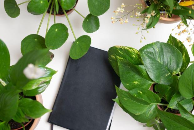 Tottenham Independent: A black notebook surrounded by indoor plants. Credit: PA