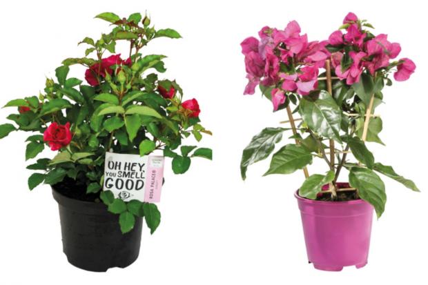Tottenham Independent: (left) Garden Rose and (right) Bougainvillea (Lidl/Canva)