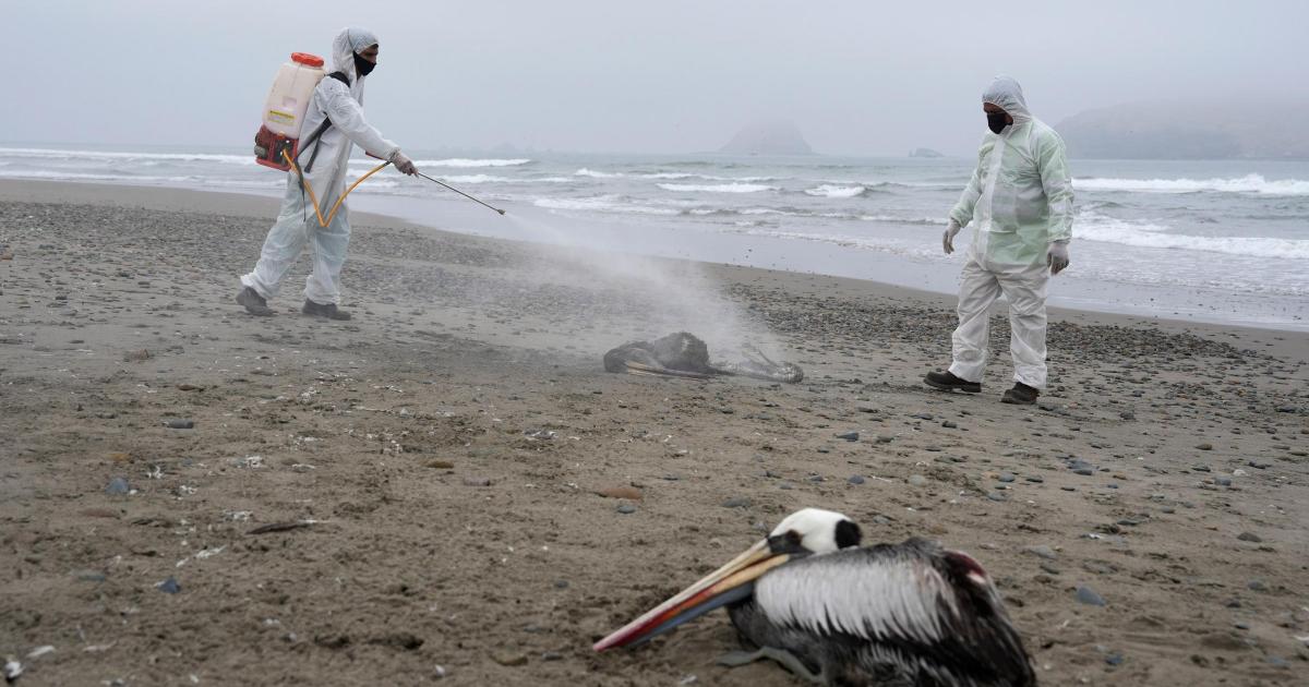 Pelicans dying as bird flu outbreak spreads to Venezuela - Vimarsana News