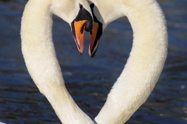 Swans form a heart shape (Barry Batchelor/PA)
