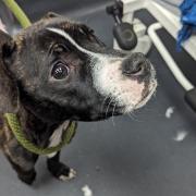 A starving puppy was found by a maintenance worker abseiling down a a block of flats in Tottenham