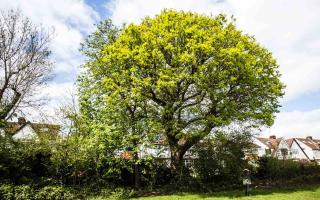Beautiful 120-year-old Oak tree in Bounds Green under threat of being felled at insurers request